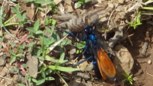 Tarantula hawk wasp dragging its dead prey