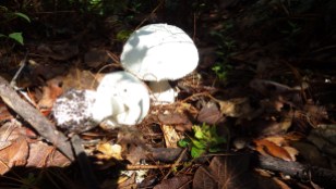 I should have provided a scale here, because these mushrooms were huge.