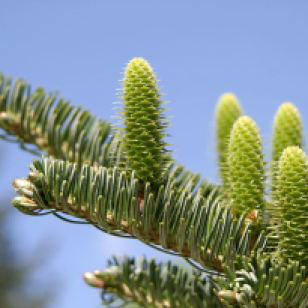 Silver fir (Abies alba)