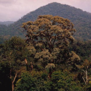 A dipterocarp tree (Shorea curtisii)
