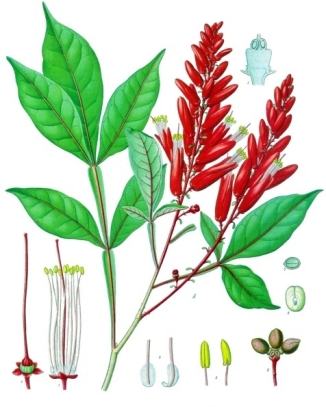 Quassia amara L. as illustrated by Franz Eugen Köhler, Köhler's Medizinal-Pflanzen (1897).